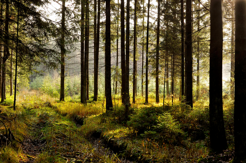 PERKAME MIŠKĄ SU ŽEME IR IŠSIKIRSTI 864455355