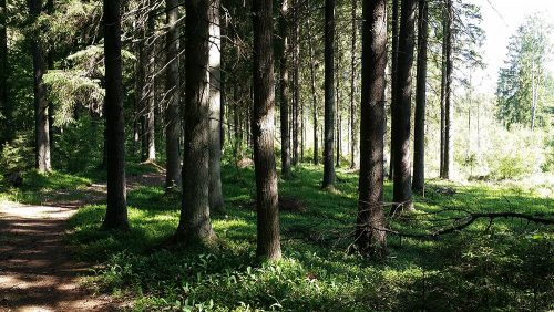 PERKAME MIŠKUS 0-648-86583