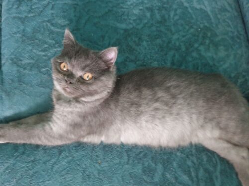 Škotukai, klaipėda