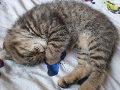 Taby rašto berniukas ir mergairė