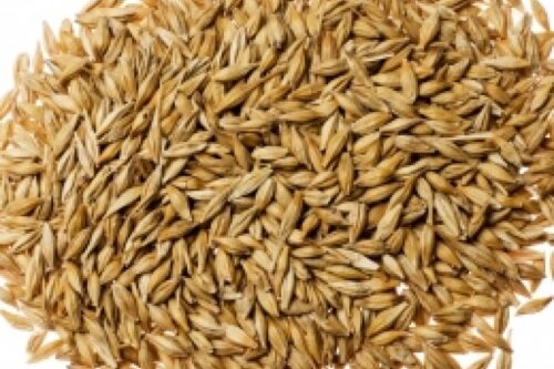 Perku rapsus, kviečius, miežius, rugius