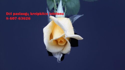 Profesionali ir konfidenciali pagalba studentams  37060763626