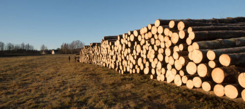 Nuolatos perkame eglės rąstus nuo 14cm B/ C kokybės