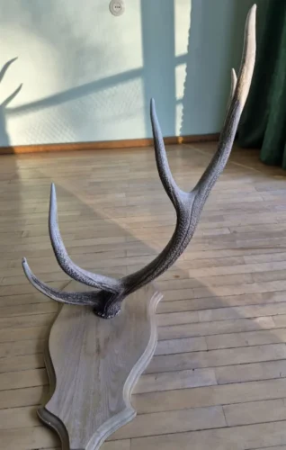 Interjero akcentas ragai 91 cm, 5 atšakos