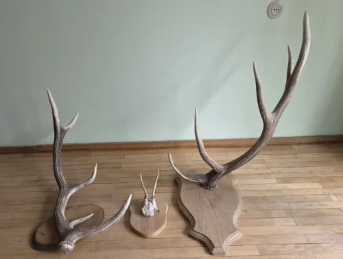 Interjero akcentas įvairaus dydžio ragai