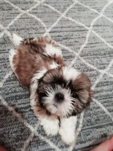 Idealūs grynaveisliai Ši Cu veislės šuniukai.